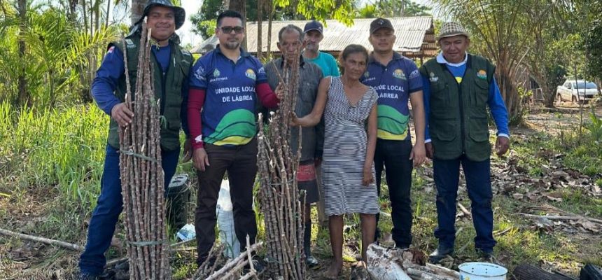 O Instituto de Desenvolvimento Agropecuário e Florestal Sustentável do Estado do Amazonas (Idam) deu início à implantação de uma Unidade Demonstrativa (UD) de mandioca no Projeto de Assentamento (PA) Paciá, localizado na rodovia BR-230, no município de Lábrea (distante 702 quilômetros de Manaus). A iniciativa tem como objetivo incentivar o aumento da produtividade e contribuir para o fortalecimento da cadeia produtiva local, por meio da introdução da variedade de mandioca BRS 1668.