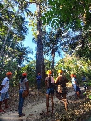O Idam capacitou, neste ano, 272 extrativistas que atuam nas cadeias produtivas da borracha, castanha da Amazônia e óleos vegetais...