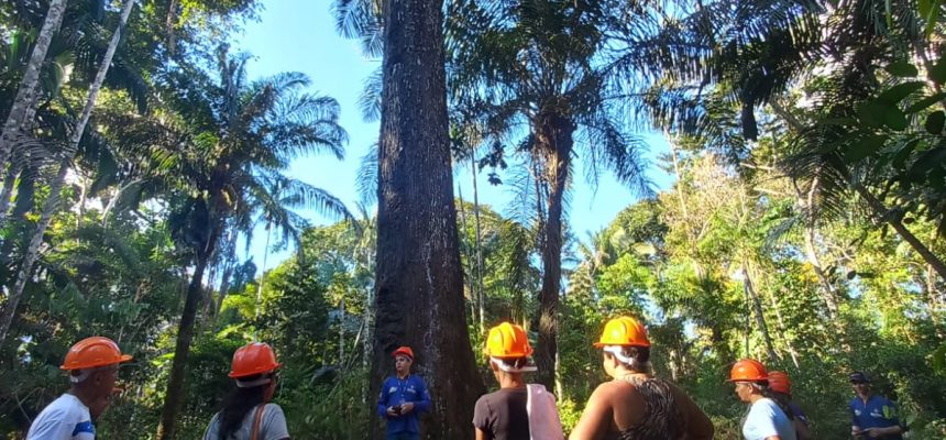 O Idam capacitou, neste ano, 272 extrativistas que atuam nas cadeias produtivas da borracha, castanha da Amazônia e óleos vegetais...
